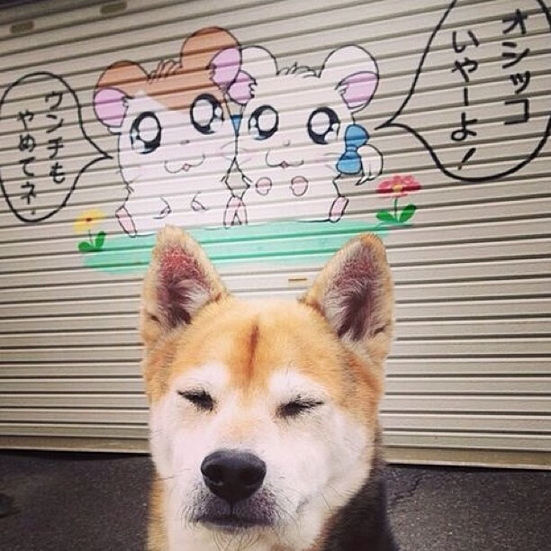 加纳男篮在非洲锦标赛中表现亮眼，争夺奖牌