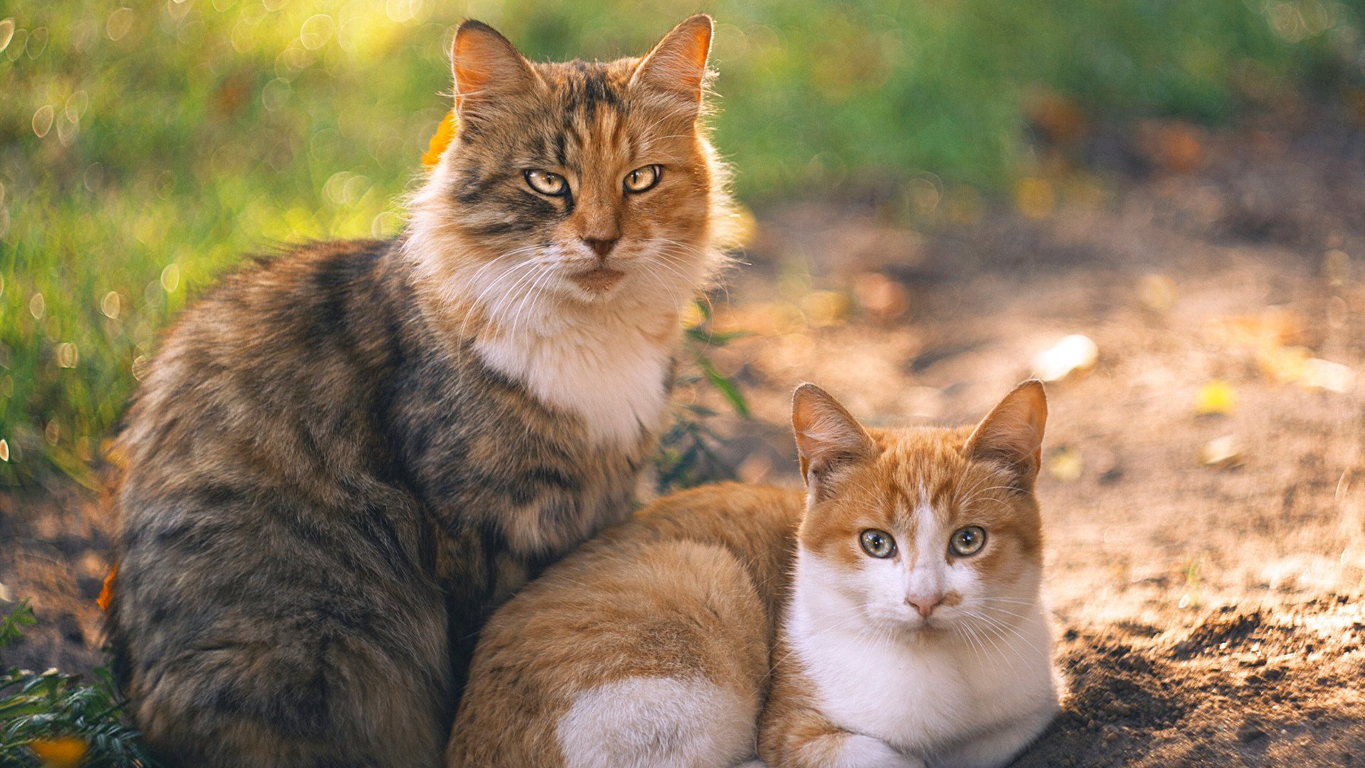 朱婷团队引进国外康复设备提升效率，朱婷医生