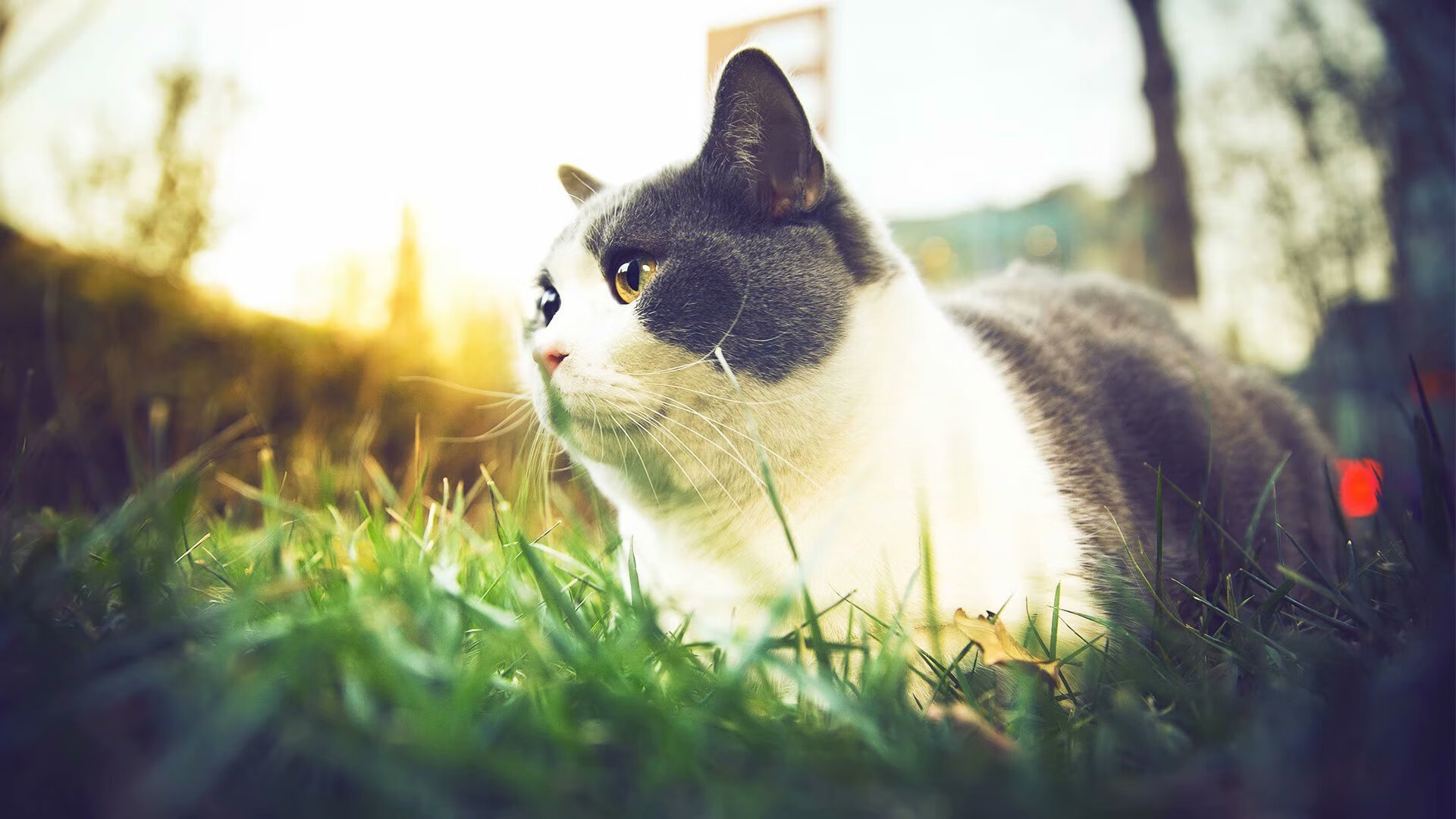 法国混合接力决赛表现超出预期,法国混合双打选手