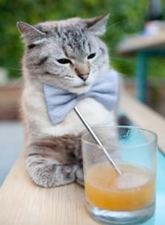 美洲杯球队的战略联盟合作,美洲杯的参赛队伍