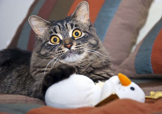 谷爱凌再夺金牌刷新历史冬奥会赛场,谷爱凌冬奥会夺金点