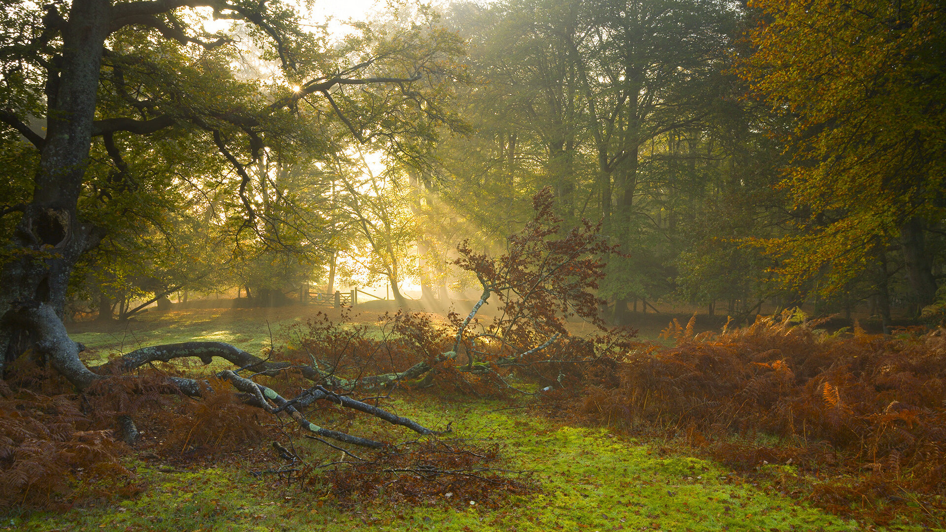 赫梅列夫斯基努力挑战世界级对手，赫梅利尼茨基勋章